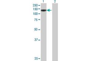 Western Blot analysis of FAM179B expression in transfected 293T cell line by FAM179B MaxPab polyclonal antibody. (FAM179B antibody  (AA 1-974))