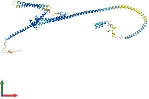 AlphaFold protein structure predicition of Human Recombinant CCDC148 Protein, UniprotID Q8NFR7 (CCDC148 Protein (AA 1-591) (His tag))