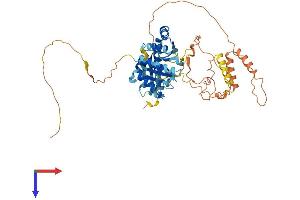 NOVA1 Protein (AA 1-507) (His tag)