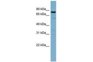 Image no. 1 for anti-Signal Transducer and Activator of Transcription 3 (Acute-Phase Response Factor) (STAT3) (C-Term) antibody (ABIN6741815) (STAT3 antibody  (C-Term))