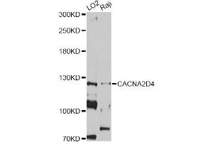 Western blot analysis of extracts of various cell lines, using CACNA2D4 antibody (ABIN5997350) at 1/1000 dilution. (CACNA2D4 antibody)