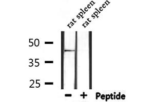 Western blot analysis of extracts from rat spleen, using GPR109 Antibody. (GPR109 antibody)