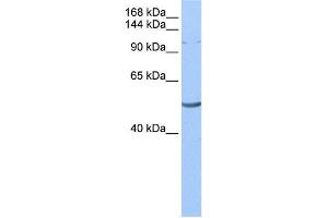 WB Suggested Anti-LAntibody Titration:  0. (LARP1 antibody  (N-Term))