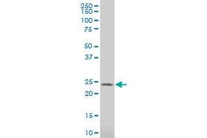 SPCS3 antibody  (AA 32-141)