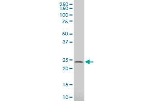 SPCS3 antibody  (AA 32-141)