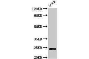 Western Blot Positive WB detected in: Rat lung tissue All lanes: CHMP6 antibody at 3 μg/mL Secondary Goat polyclonal to rabbit IgG at 1/50000 dilution Predicted band size: 24 kDa Observed band size: 24 kDa