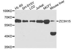 Western blot analysis of extracts of various cell lines, using ZC3H15 antibody. (ZC3H15 antibody  (AA 1-300))
