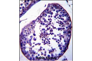 STA18 Antibody (N-term) (ABIN657881 and ABIN2846836) immunohistochemistry analysis in formalin fixed and raffin embedded human testis tissue followed by peroxidase conjugation of the secondary antibody and DAB staining. (SPATA18 antibody  (N-Term))