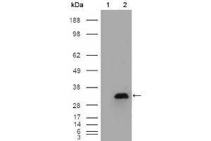 Western Blot showing APOA1 antibody used against HEK293T cells transfected with the pCMV6-ENTRY control (1) and pCMV6-ENTRY APOA1 cDNA (2).