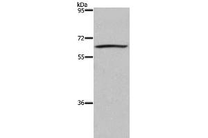 Western Blot analysis of 293T cell using DUSP8 Polyclonal Antibody at dilution of 1:200