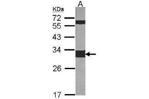 WB Image Sample (30 ug of whole cell lysate) A:NIH-3T3 12% SDS PAGE antibody diluted at 1:1000 (14-3-3 zeta antibody  (Center))