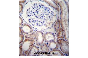 STARD5 Antibody (N-term) (ABIN656750 and ABIN2845973) immunohistochemistry analysis in formalin fixed and paraffin embedded human kidney tissue followed by peroxidase conjugation of the secondary antibody and DAB staining. (STARD5 antibody  (N-Term))