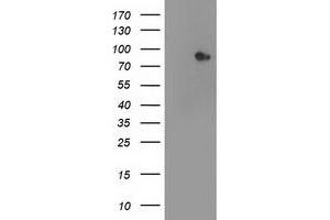 Image no. 2 for anti-Signal Transducer and Activator of Transcription 4 (STAT4) antibody (ABIN1501174)