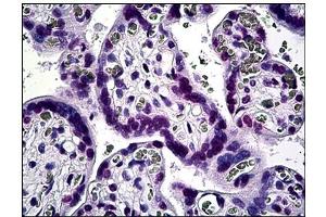 Immunohistochemistry (IHC) image for anti-Kruppel-Like Factor 11 (KLF11) antibody (ABIN781889) (KLF11 antibody)
