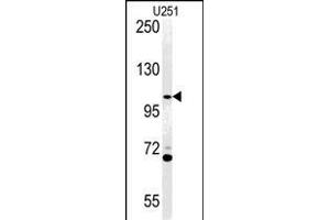 Western blot analysis of AC Antibody (N-term) (ABIN651370 and ABIN2840207) in  cell line lysates (35 μg/lane).