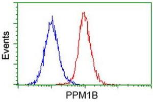 Image no. 3 for anti-Protein Phosphatase, Mg2+/Mn2+ Dependent, 1B (PPM1B) antibody (ABIN1500375) (PPM1B antibody)