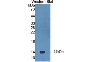 Western Blotting (WB) image for anti-Fibroblast Growth Factor 23 (FGF23) (AA 79-160) antibody (ABIN3207962) (FGF23 antibody  (AA 79-160))