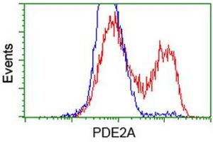 HEK293T cells transfected with either RC207219 overexpress plasmid (Red) or empty vector control plasmid (Blue) were immunostained by anti-PDE2A antibody (ABIN2454178), and then analyzed by flow cytometry. (PDE2A antibody)