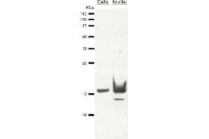 Western Blotting (WB) image for anti-Histone 3 (H3) antibody (ABIN619545) (Histone 3 antibody)