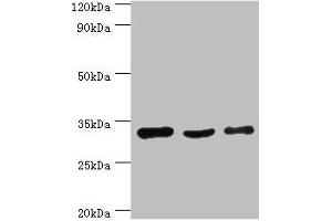 Western blot All lanes: PHB2 antibody at 3 μg/mL Lane 1: Hela whole cell lysate Lane 2: K562 whole cell lysate Lane 3: MCF-7 whole cell lysate Secondary Goat polyclonal to rabbit IgG at 1/10000 dilution Predicted band size: 34, 30 kDa Observed band size: 34 kDa (Prohibitin 2 antibody  (AA 1-299))
