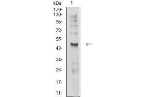 Western blot analysis using CHRND mouse mAb against C6 (1) cell lysate.