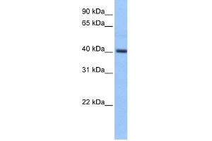 WB Suggested Anti-PDXK Antibody Titration: 0.
