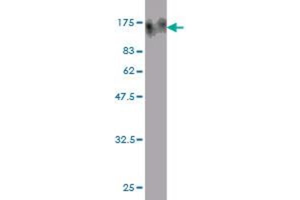 TOP3B antibody  (AA 1-862)