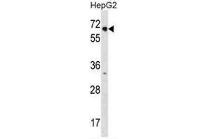 NR2C1 Antibody (C-term) western blot analysis in HepG2 cell line lysates (3µg/lane). (NR2C1 antibody  (C-Term))