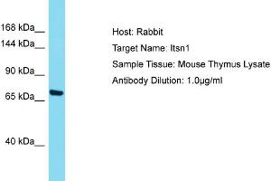 Host: Rabbit Target Name: ITSN1 Sample Tissue: Mouse Thymus Antibody Dilution: 1ug/ml (ITSN1 antibody  (Middle Region))