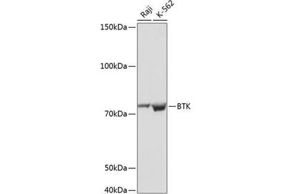 BTK anticorps