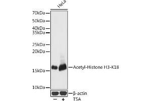 Western blot analysis of extracts of HeLa cells, using Acetyl-Histone H3-K18 antibody (ABIN7267668) at 1:500 dilution. (Histone 3 antibody  (H3K18))