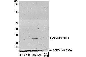 Western Blotting (WB) image for anti-Achaete-Scute Complex Homolog 1 (Drosophila) (ASCL1) (AA 186-236) antibody (ABIN7455113)