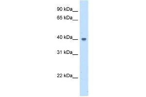 ABHD5 antibody used at 5 ug/ml to detect target protein. (ABHD5 antibody  (N-Term))