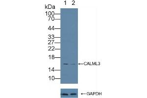 Western Blotting (WB) image for anti-Calmodulin Like Protein 3 (CALML3) (AA 1-149) antibody (ABIN7436177)