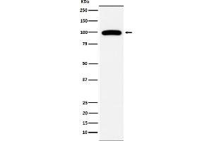 Western blot analysis of CD10 expression in Ramos cell lysate.