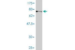 Western Blotting (WB) image for anti-NIMA (Never In Mitosis Gene A)-Related Kinase 11 (NEK11) (AA 1-482) antibody (ABIN566395)