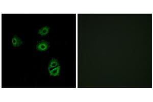 Immunofluorescence analysis of A549 cells, using OR2B2 antibody. (OR2B2 antibody  (Internal Region))