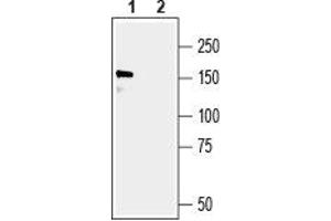 Western blot analysis of rat brain synaptosomal fraction: - 1. (GRIP1 antibody  (C-Term, Intracellular))