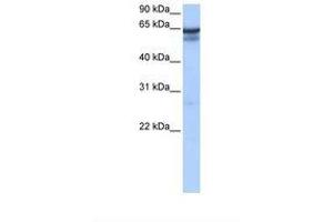 Image no. 1 for anti-Regulatory Factor X 5 (RFX5) (C-Term) antibody (ABIN6737810) (RFX5 antibody  (C-Term))