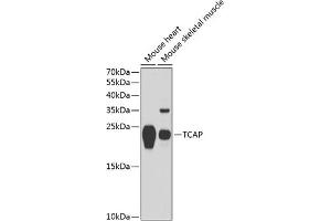 Western blot analysis of extracts of various cell lines, using TCAP antibody (ABIN6132746, ABIN6148918, ABIN6148920 and ABIN6217615) at 1:1000 dilution. (TCAP antibody  (AA 1-167))