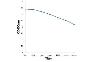 Antigen: 0. (SCARB2 antibody  (AA 181-280))