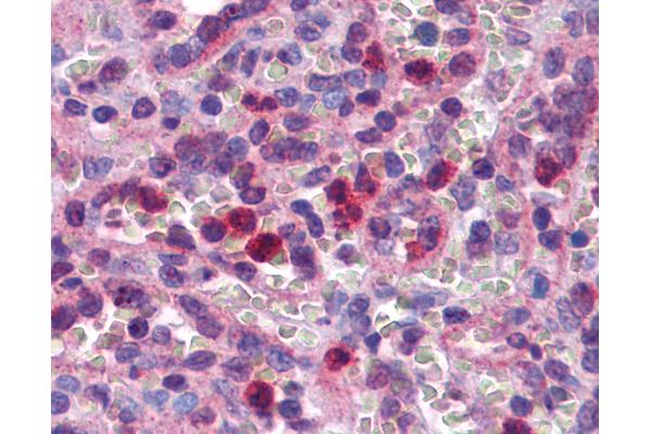 SCRN2 antibody  (C-Term)