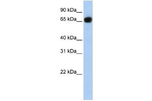 Western Blotting (WB) image for anti-Solute Carrier Family 37 Member 1 (SLC37A1) antibody (ABIN2458801) (SLC37A1 antibody)