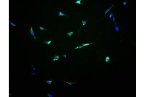 OR13C8 antibody  (AA 260-274)