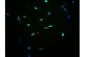 Immunofluorescence staining of NIH/3T3 cells with ABIN7162167 at 1:100, counter-stained with DAPI. (OR13C8 antibody  (AA 260-274))