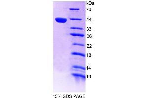 SDS-PAGE (SDS) image for Interferon Regulatory Factor 8 (IRF8) (AA 1-327) protein (His tag) (ABIN6238917) (IRF8 Protein (AA 1-327) (His tag))