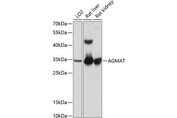 AGMAT Antikörper