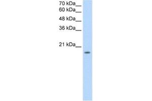 Western Blotting (WB) image for anti-Sphingosine-1-Phosphate Receptor 5 (S1PR5) antibody (ABIN2462615) (S1PR5 antibody)