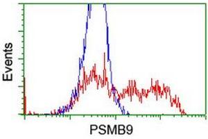 HEK293T cells transfected with either RC209001 overexpress plasmid (Red) or empty vector control plasmid (Blue) were immunostained by anti-PSMB9 antibody (ABIN2455621), and then analyzed by flow cytometry. (PSMB9 antibody  (AA 21-219))