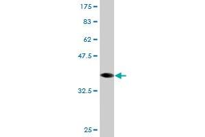 Western Blot detection against Immunogen (36. (RNF2 antibody  (AA 192-290))